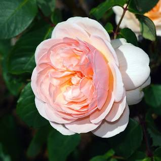 Flower Photos: Most Expensive Flowers - Juliet Rose