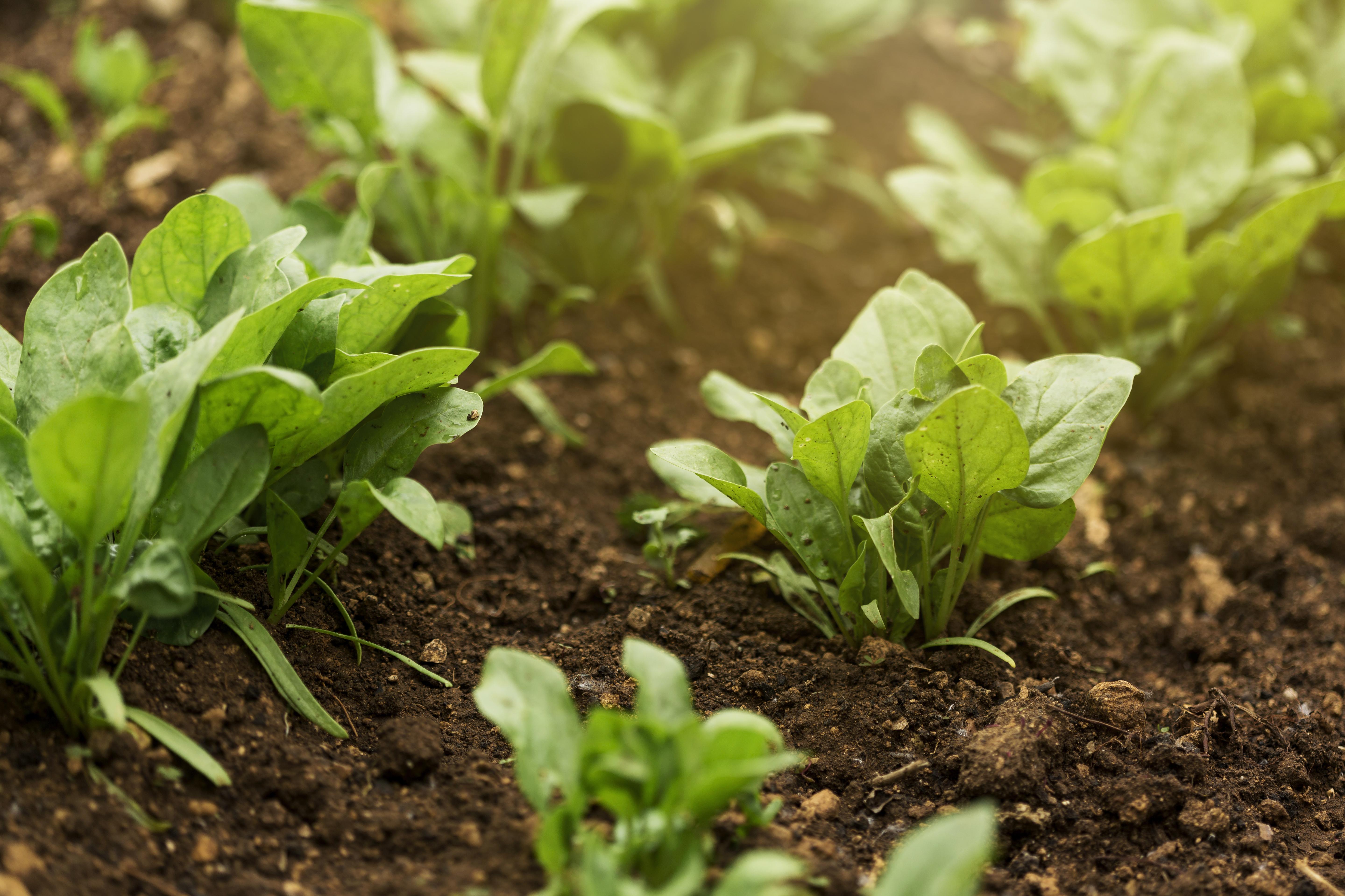 high-angle-plants-with-green-leaves.jpg