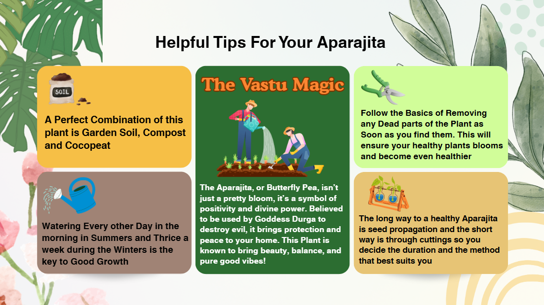 Screenshot 2025-10-08 135718.png Everything About Aparajita