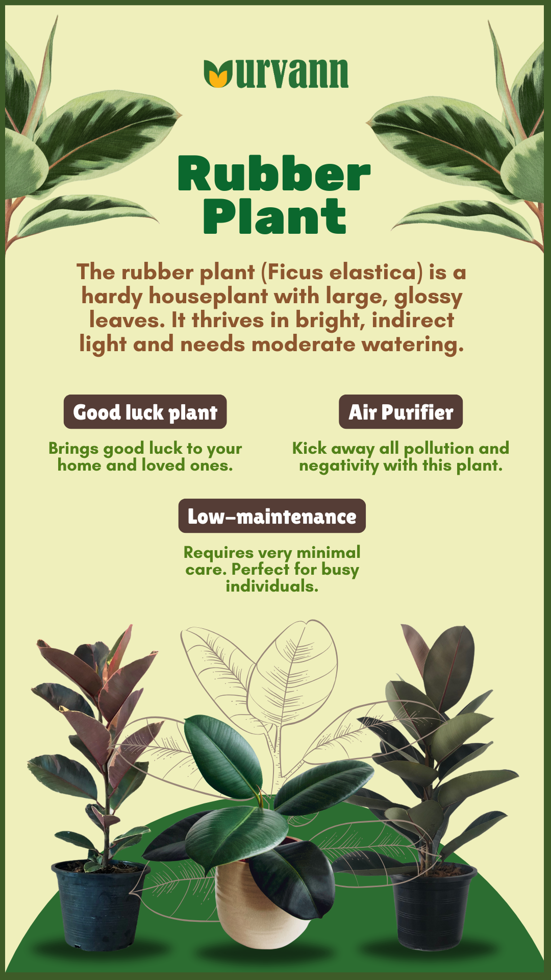 Dracaena Plant: Types, Benefits, and Care Tips - Urvann