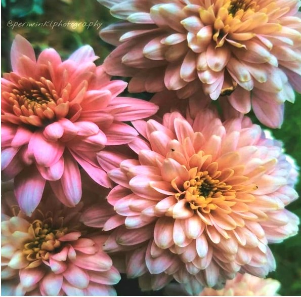 How to grow and care for your Chrysanthemum/ Guldaudi plants