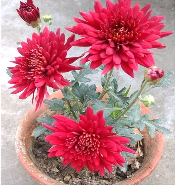 How to grow and care for your Chrysanthemum/ Guldaudi plants