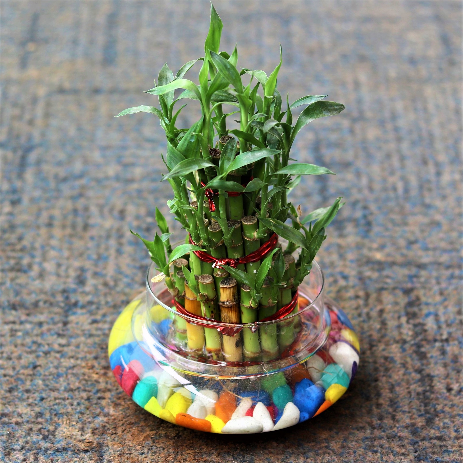 Bamboo Plants In Water