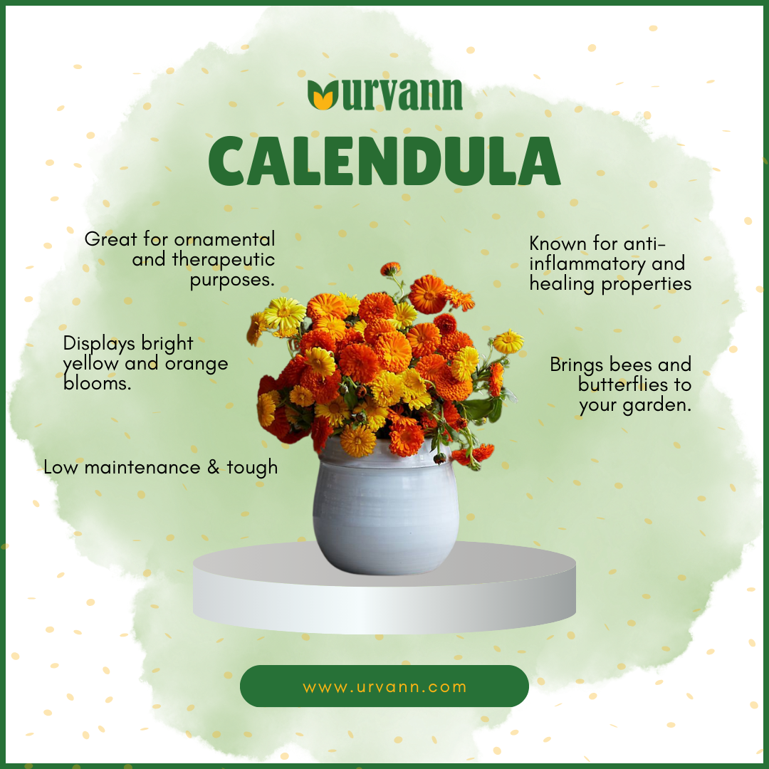 How to Grow Calendula in Your Home Garden: A Step-by-Step Guide - Urvann