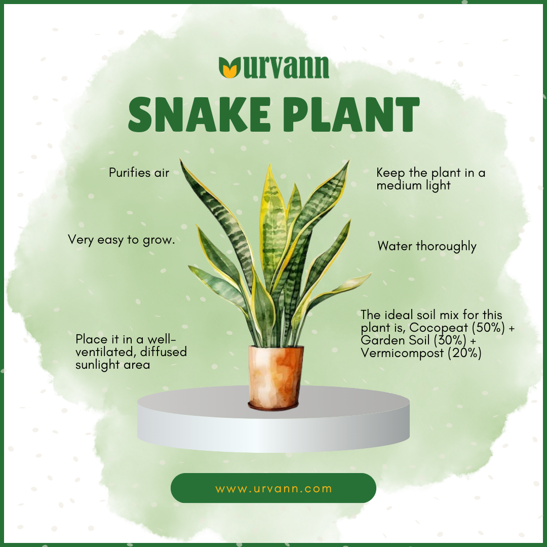 The Low-Maintenance Wonder: How to Grow and Thrive with Snake Plants