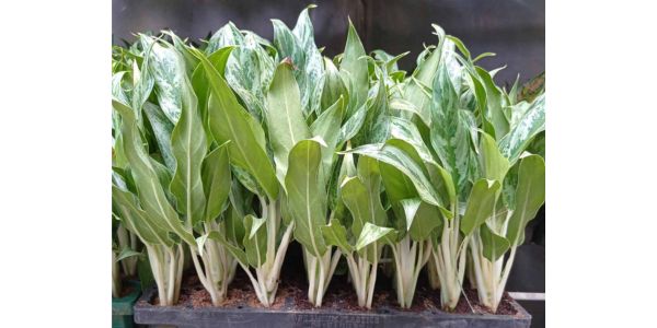 Exploring Aglaonema Plants: Popular Varieties