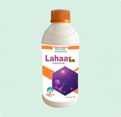 Lahaar Sx