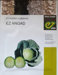F1 Hybrid cabbage- EZ Angad