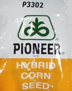 P 3302 Hybrid corn