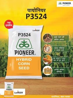 Pioneer Maize 3524