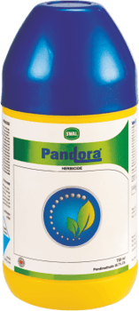 Pandora