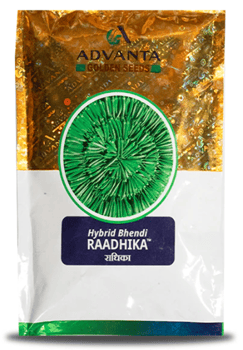 Hybrid Bhindi Raadhika