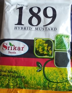 Hybrid Mustard- 189