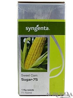 Sweet Corn  Sugar 75