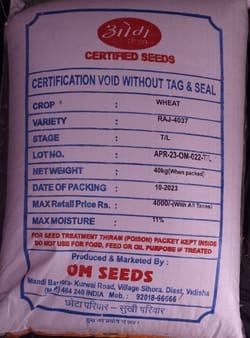 Raj 4037-Om Seeds