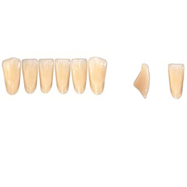Pala Denture Teeth Mondial 6 Anterior CE - Lower L384