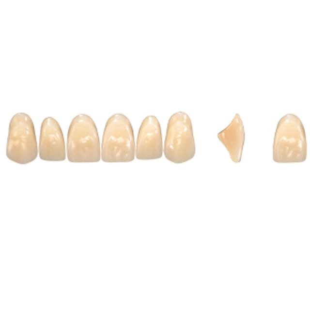 Pala Denture Teeth Mondial 6 Anterior CE - Upper T442E