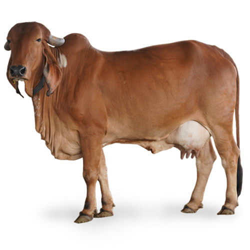 Vermicompost made with Gir Cow dung