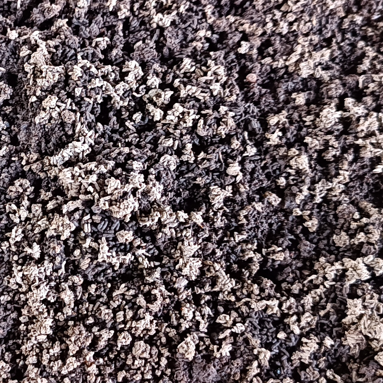 Earthworm Worm Casting