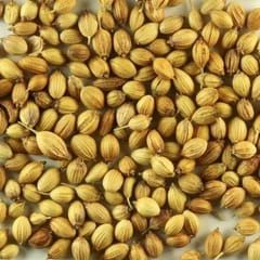 SURYA CORIANDER / DHANIYA WHOLE