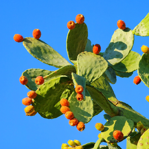 prickly pear bright red fruit in open sky