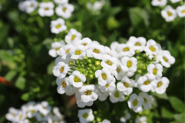 Alyssum Flower