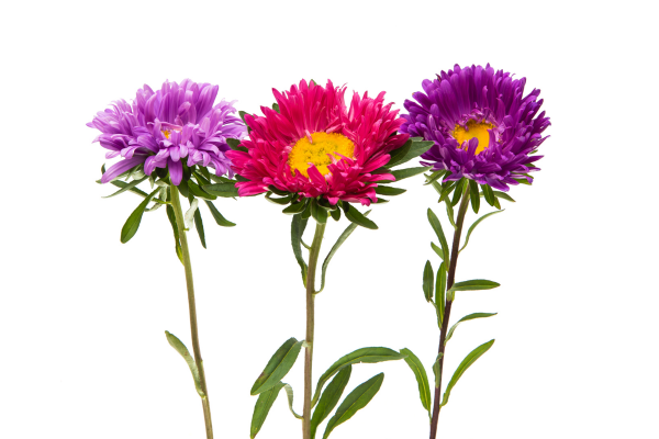 Aster