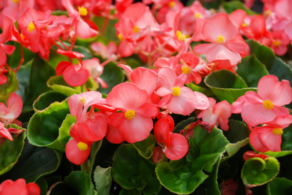 Begonia Flower