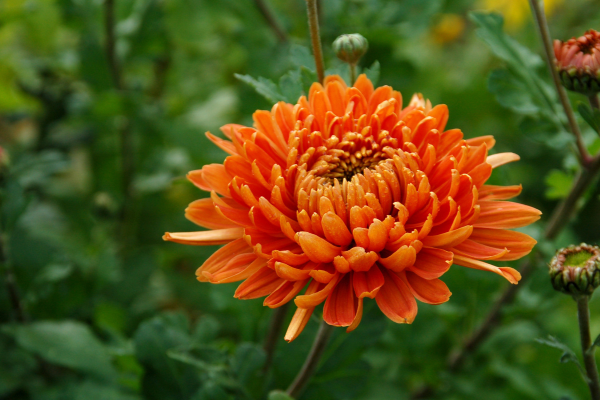 Chrysanthemum