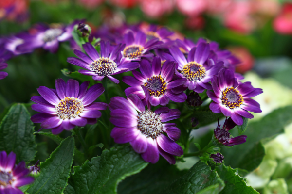 Cineraria