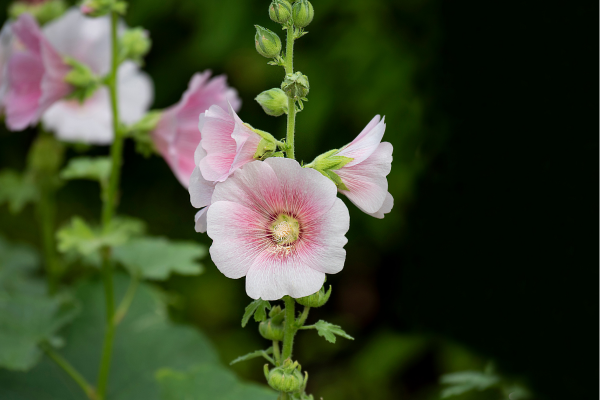 Hollyhock
