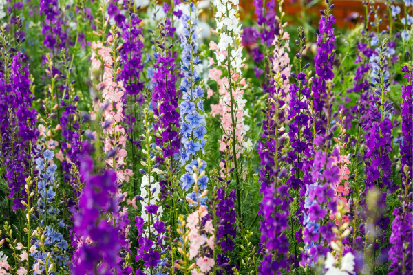 Larkspur