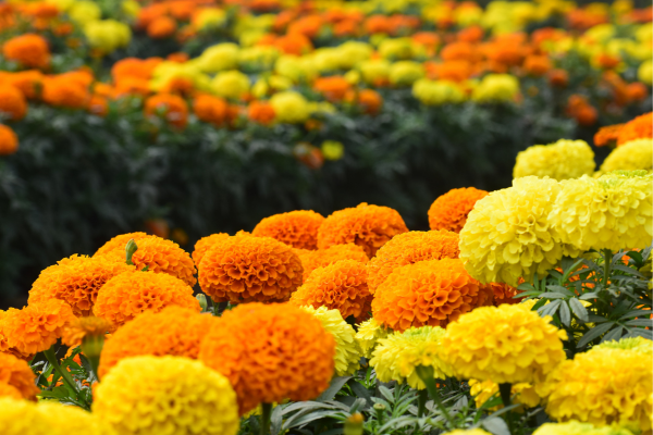 Marigold