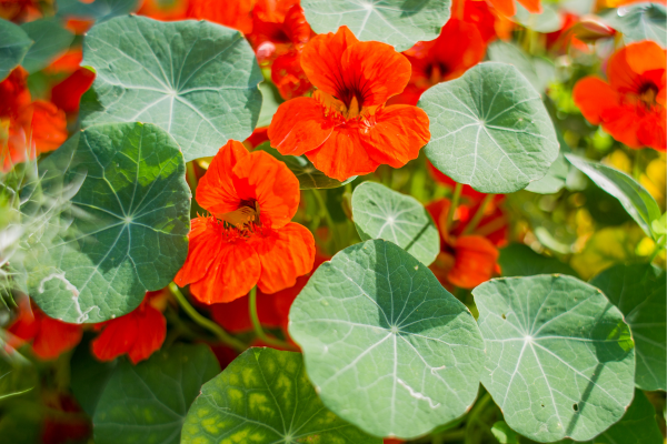 Nasturtium