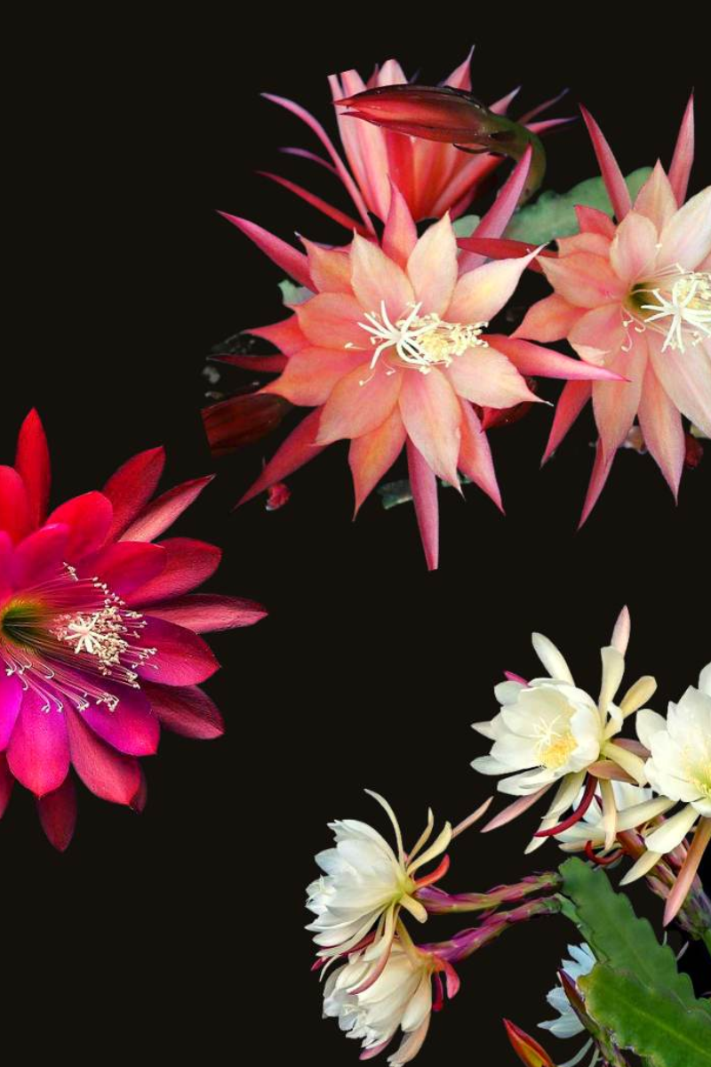 bloom where youre planted 8"x10" Bloom Where You are Planted Print