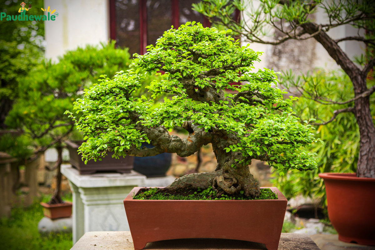 bonsai stellplatz Workshop Bonsai umtopfen main image 0