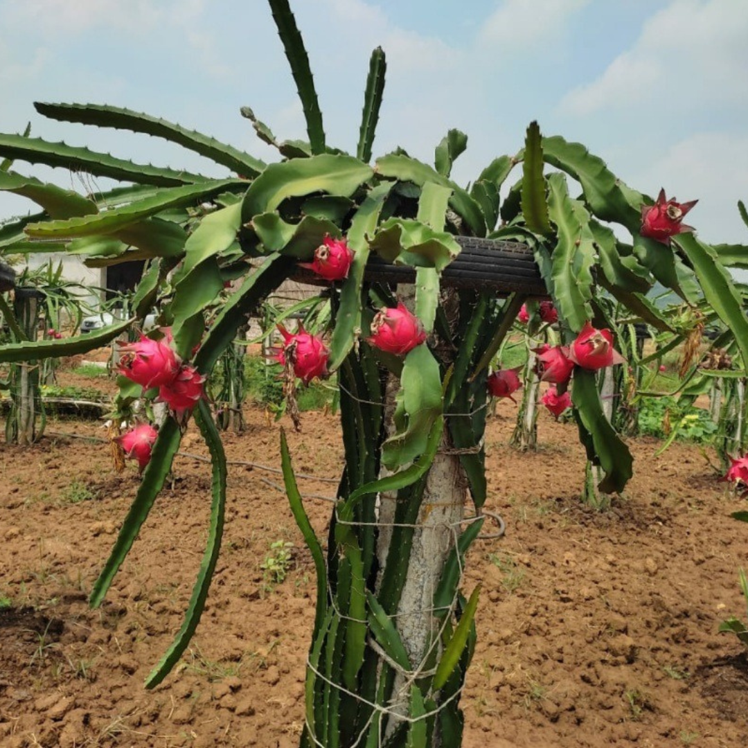 Purple Flesh Pitaya – Exotic Rare Tropical Fruit Seeds (Edible) – 4 Plants, Loquat Family