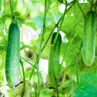 vegetables (1).png