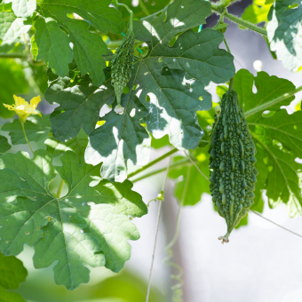 vegetables (2).png