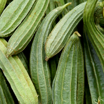 Ridge Gourd