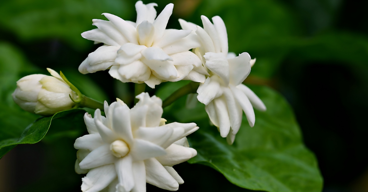 jasmine plant reference image