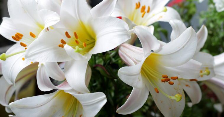 Lily plant reference image