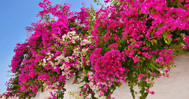 bougainvillea plant reference image