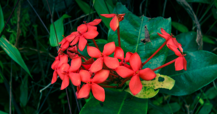 ixora plant reference image