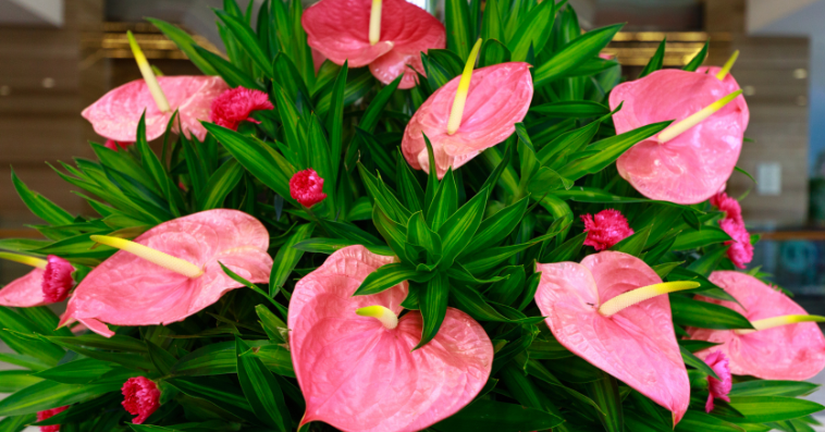 anthurium plant reference image