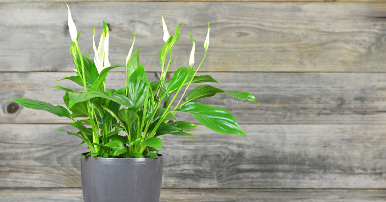 peace lily plant reference image