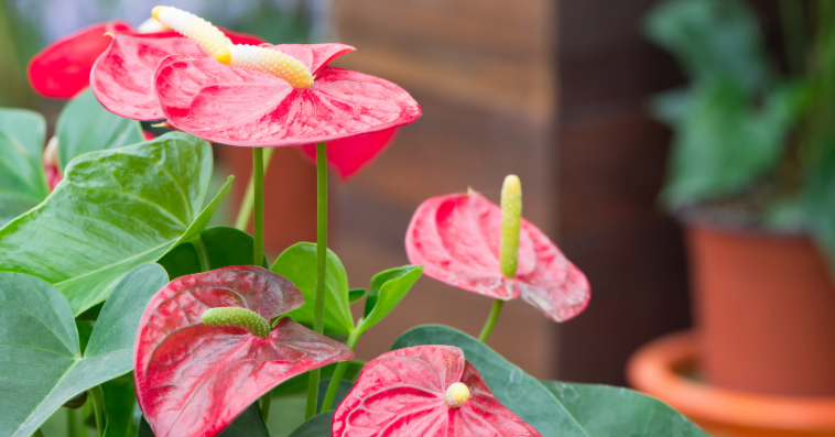 anthurium plant reference image