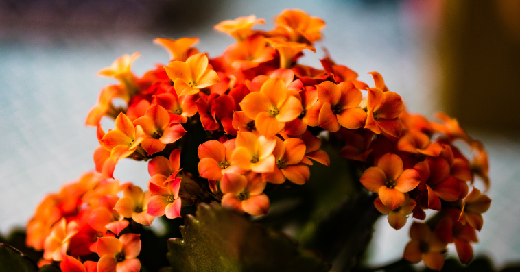 Kalanchoe plant reference image
