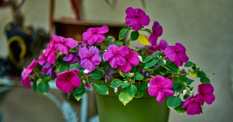 impatiens plant reference image