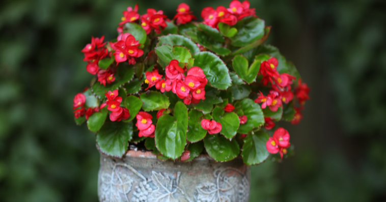 begonia plant reference image